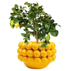 Cachepot décoratif Lemon Juice 22cm