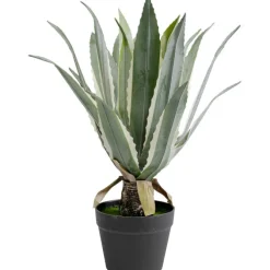Plante décorative Agave 50cm