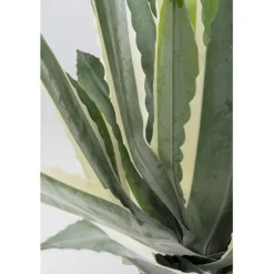 Plante décorative Agave 50cm