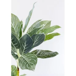 Plante décorative Calathea 140cm