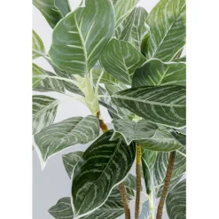 Plante décorative Calathea 140cm