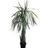 Plante décorative Dragon Tree 155cm