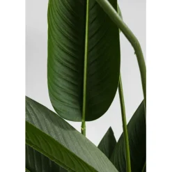 Plante décorative Paradise Flowers 190cm
