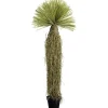 Plante décorative Yucca Rostrata 180cm