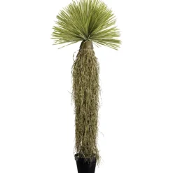 Plante décorative Yucca Rostrata 180cm