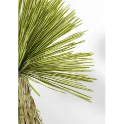 Plante décorative Yucca Rostrata 180cm