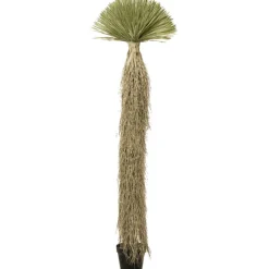 Plante décorative Yucca Rostrata 240cm