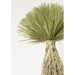 Plante décorative Yucca Rostrata 240cm