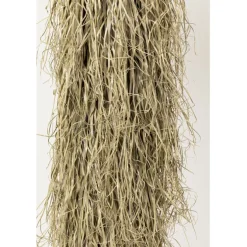 Plante décorative Yucca Rostrata 240cm